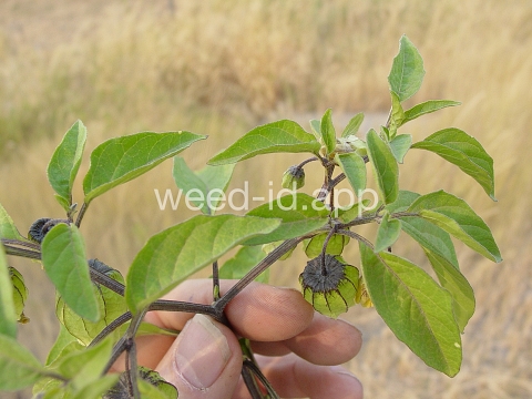 groundcherry, longleaf